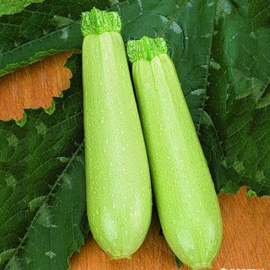 eskenderany f1 kabak tohumu