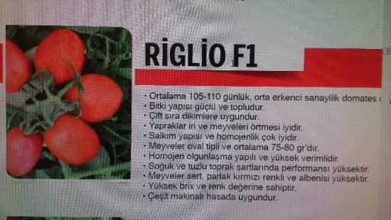 DOMATES RİGLiO F1