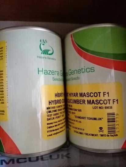 HİBRİT HIYAR MASCOT F1 TOHUMU