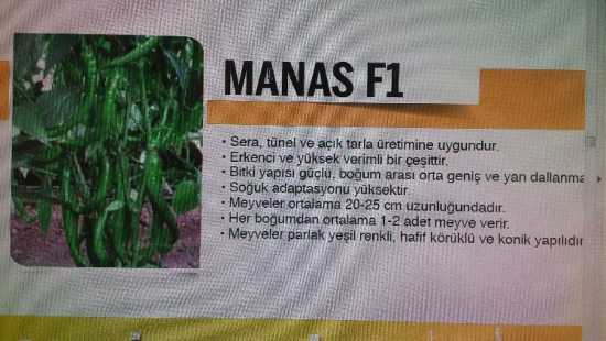 MANAS F1 BİBER TOHUMU