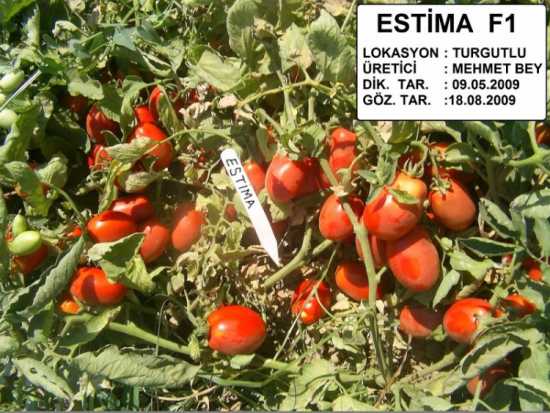 estima f1 domates tohumu