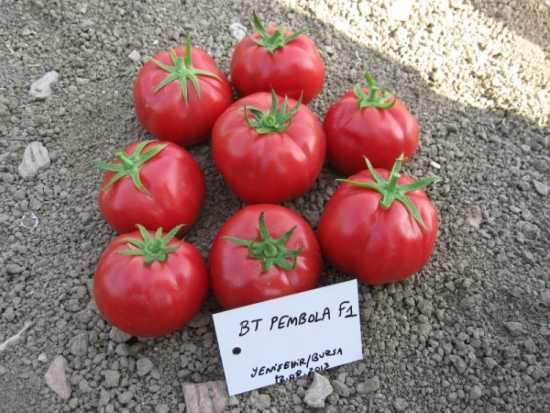 PEMBOLA F1 DOMATES TOHUMU
