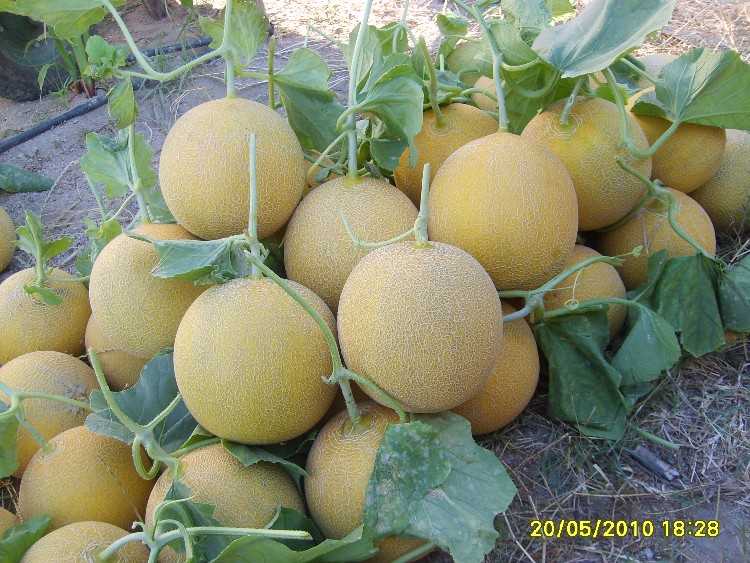 BALÖZÜ.jpg