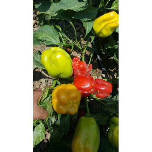 dolma biber tohumu 