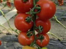 PETRUS F1 DOMATES TOHUMU