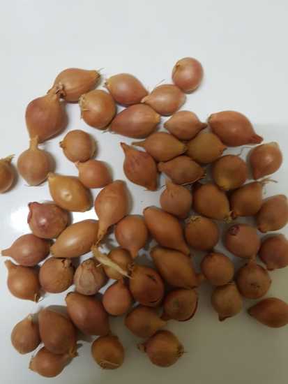 KISKA TOHUMU 1 KG