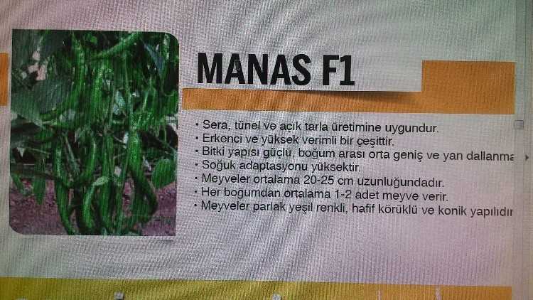 manas.jpg