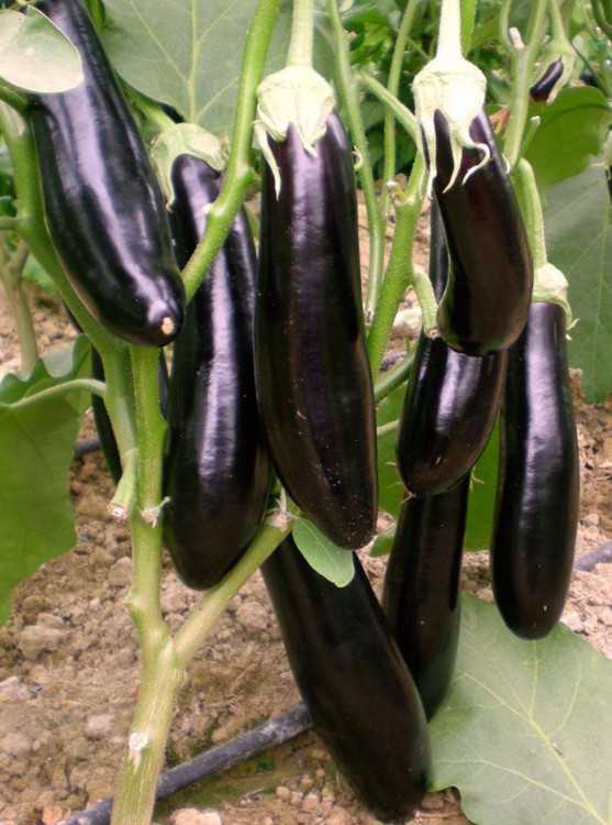 çelebi.jpg