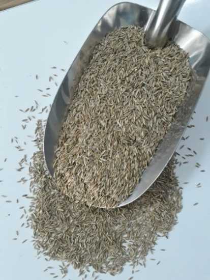 ÇİM TOHUMU