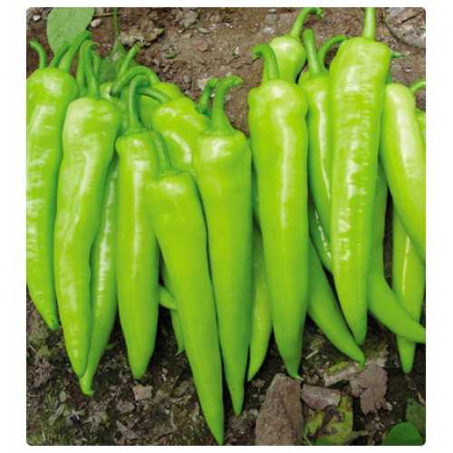 BİBER ÇARLİSTON TOHUMU 10 GR