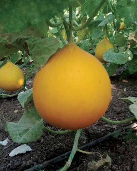 SARMAN F1 KAVUN TOHUMU